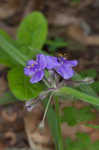 Hairy spiderwort